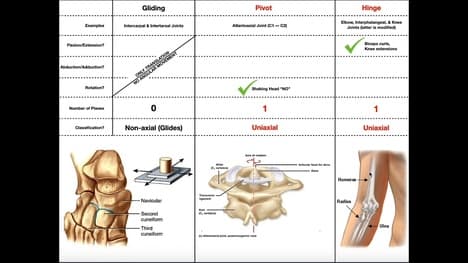 Let's Differentiate the Types of Synovial Joints!