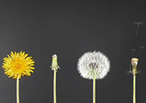 Asexual Reproduction in Plants