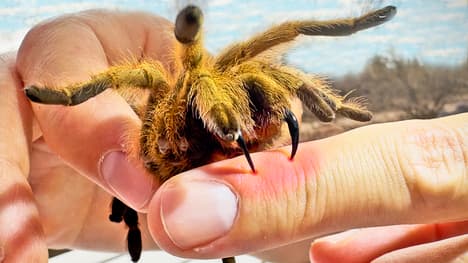 BITTEN by a Tarantula!