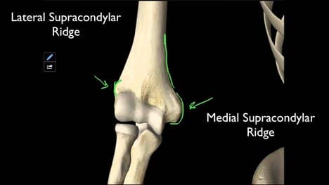 100 The Structures On The Distal Humerus