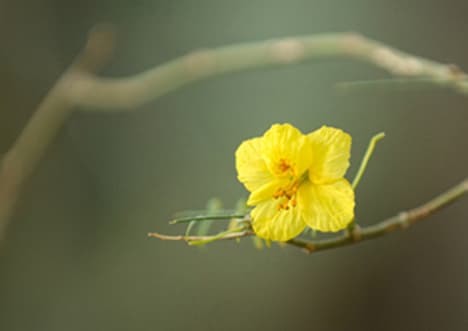 Lichen: Indicator Species