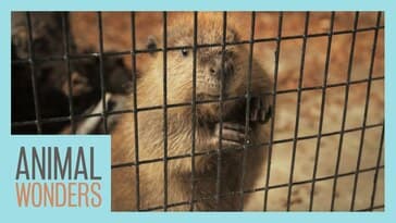 Baby Beaver Update! (Poop Water Everywhere)