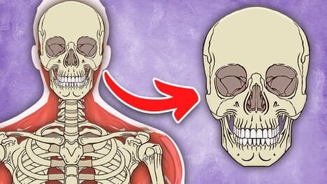 I Am YOUR Skull! | The Human Skull Song | KLT Anatomy