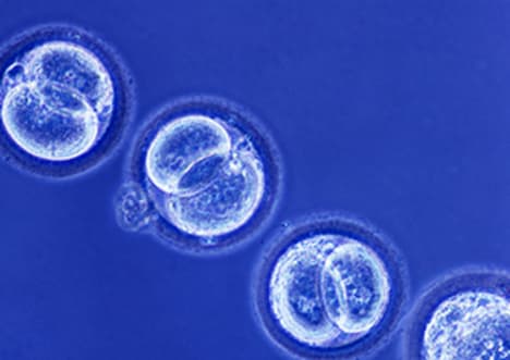 Stem Cells: Unlocking The Potential to Regenerate Tissues