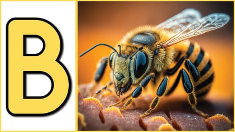 Learn About Bugs from A to Z