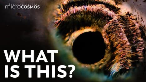 A Two-Headed Ciliate and Other Adorable, Dead, and Extinct Things