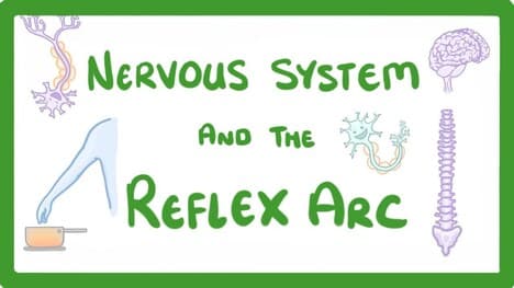 GCSE Biology - Nervous System and Reflex Arc #58