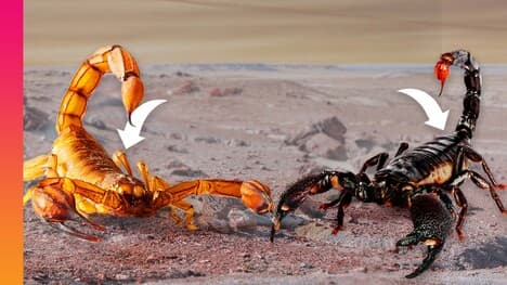 How Scorpions Became Earth’s Ultimate Survivors