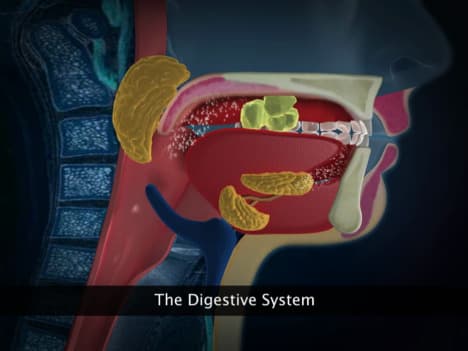 Digestive System-Earthworm, Cockroach and Frog