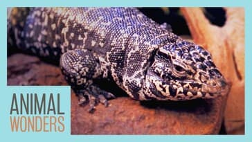 Bioactive Enclosure For A Tegu!