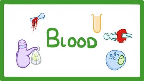 GCSE Biology - What Is Blood Made of? / What Does Blood Do? #25