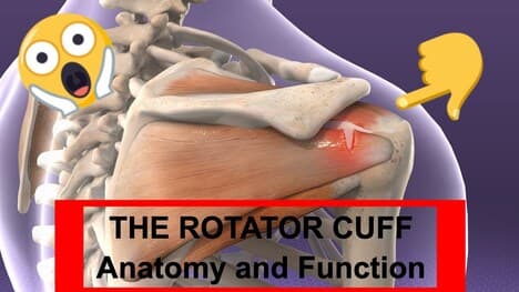 Biomechanics | Anatomy and Functions of the Rotator Cuff