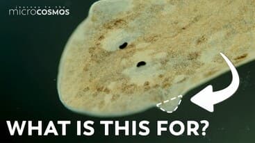 Why Do Planarians Have Those Triangles on their Heads?