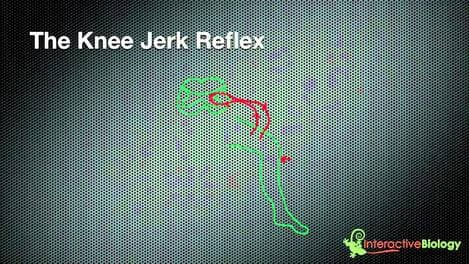023 How Reflexes Work (Knee jerk and eye blink)
