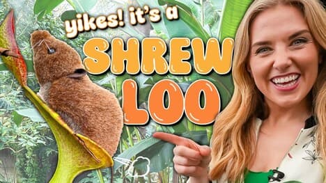 This plant eats POO! | The Carnivorous Shrew Loo | Maddie Moate