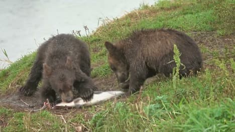 Scales of Ecology Part 2: Communities