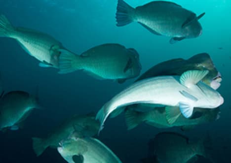Humphead Parrotfish