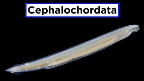 Invertebrate Chordates Part 1: Subphylum Cephalochordata (Lancelets)