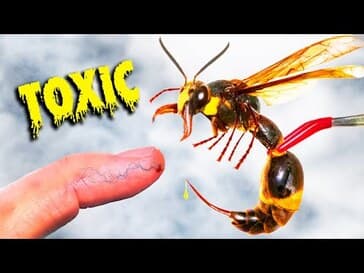 Stung by Meanest Japanese Wasp!