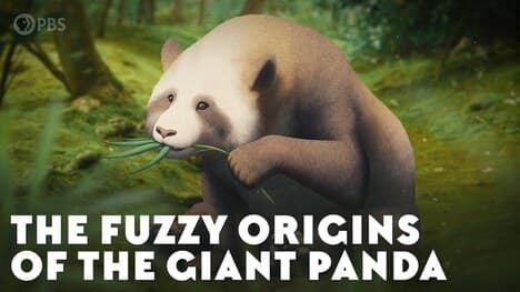 The Fuzzy Origins of the Giant Panda