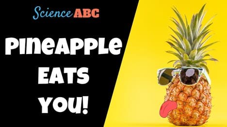 Can A Pineapple Eat You?