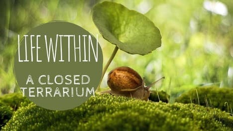 Life in a Closed Terrarium