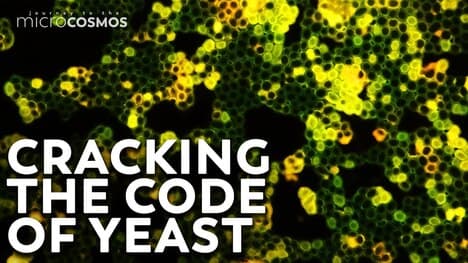 How Does Yeast Make Bread?