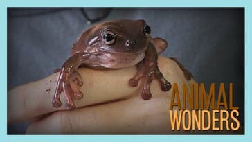 3 Weird Things (some animals can do)