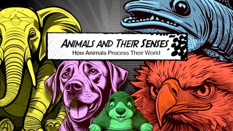 Animals & Their Senses - How Animals Process their World