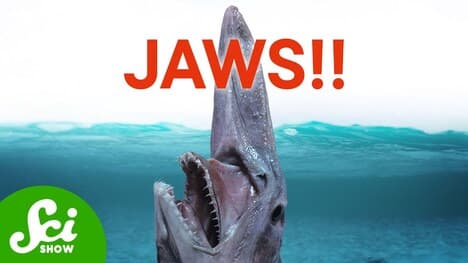 The 7 Weirdest Jaws in the Water