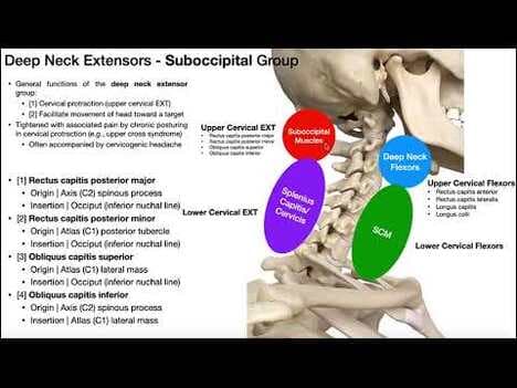 Suboccipital Group | Anatomy, Structure, and Functions [OINAs]