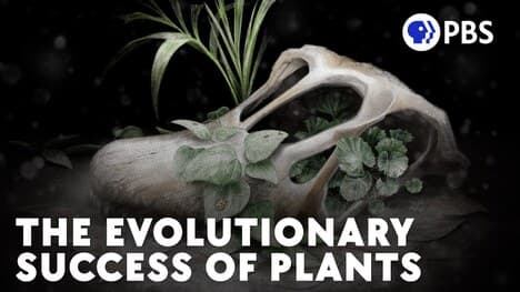 How (Some) Plants Survived The K-Pg Extinction