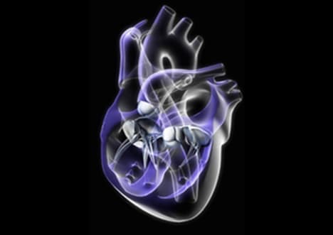 Factpack: Heart