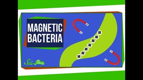 The Bacteria That Make Perfect, Tiny Magnets