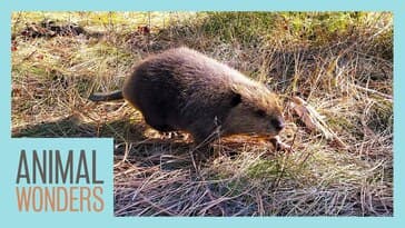 Saying Goodbye To Baby Beaver