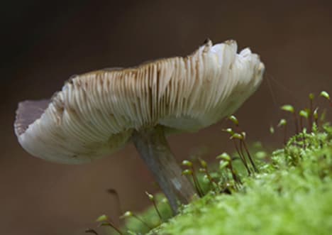 Plant and Animal Mutualism