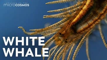 We Finally Found the Elusive Bristle Worm!