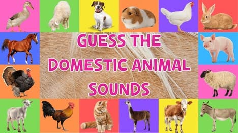 Guess The Domestic Animal Sounds For Kids
