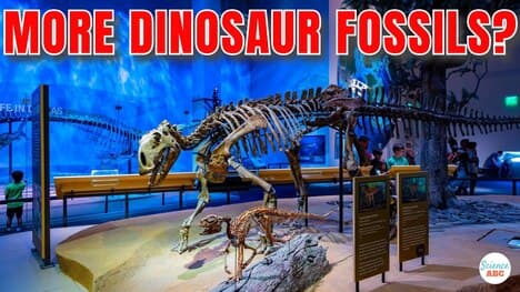 Why Are Dinosaur Fossils More Abundant Than Human Remains?