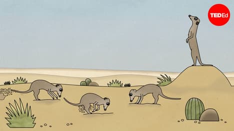 TED-Ed: Why animals help each other | Ashley Ward