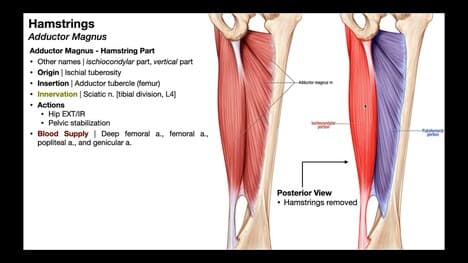Hamstrings Anatomy & Function 💪 Origins, Insertions, ...