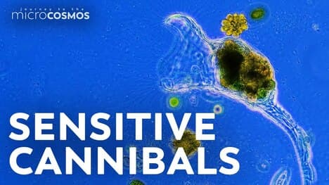 The Collotheca Doesn’t Mind Eating Its Own Babies