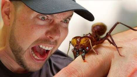 Monster Ant Chews to the Bone!