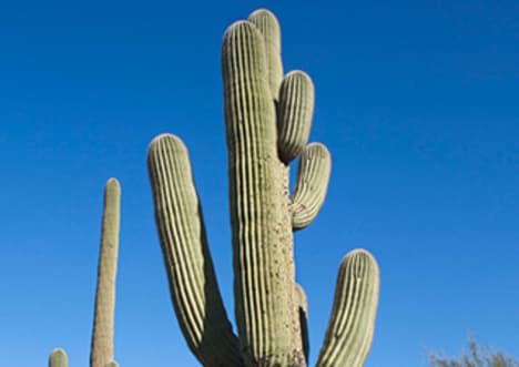 Adaptation - Survival Traits