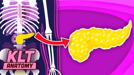 The Human Pancreas Song! | KLT Anatomy