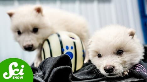 Did We Just De-Extinct Dire Wolves?!