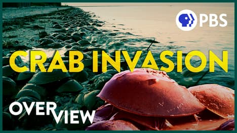 Why are There 30 Million Horseshoe Crabs on This Beach?