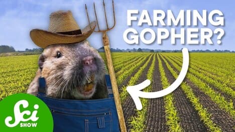 The Only Non-Human Mammal that Farms