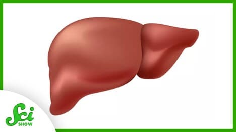 How Old Are You? Well, Your Liver Is 3
