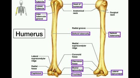 Anatomy | Specific Bony Features of the Humerus & Left vs. Right